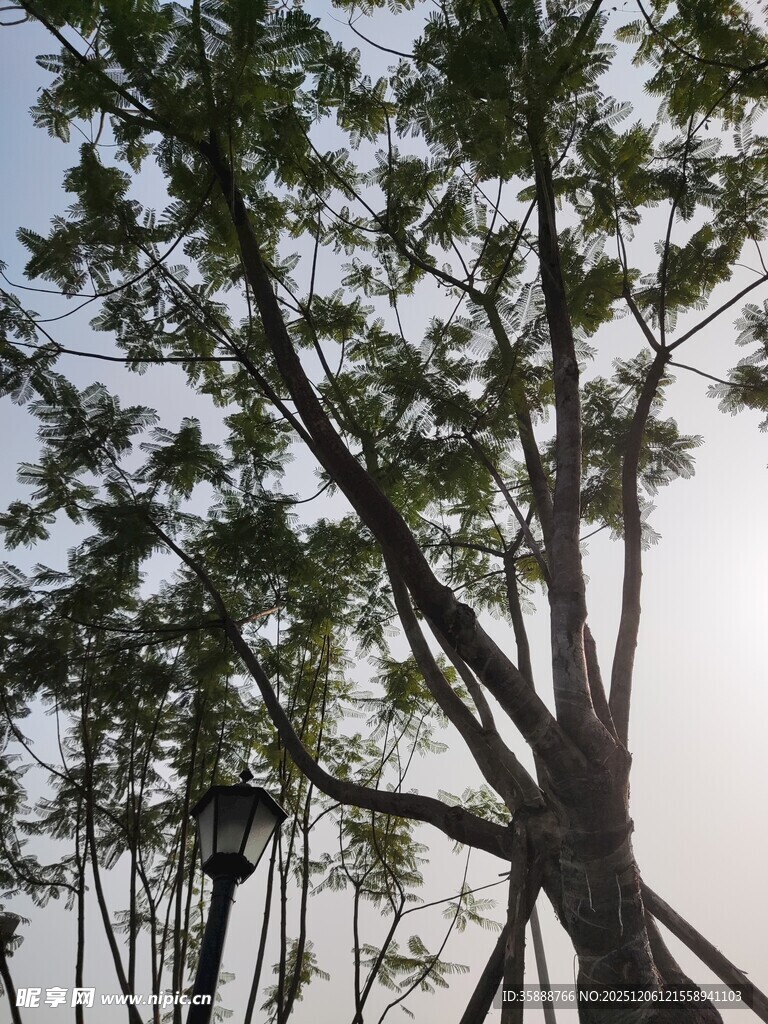 阳光下的繁茂树木