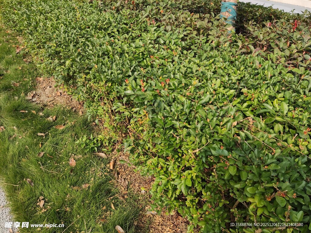 翠绿繁茂的地面绿植景观