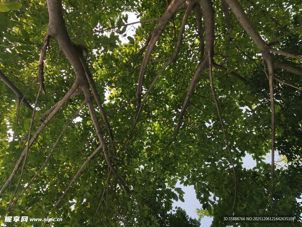 仰视繁茂树枝与绿叶