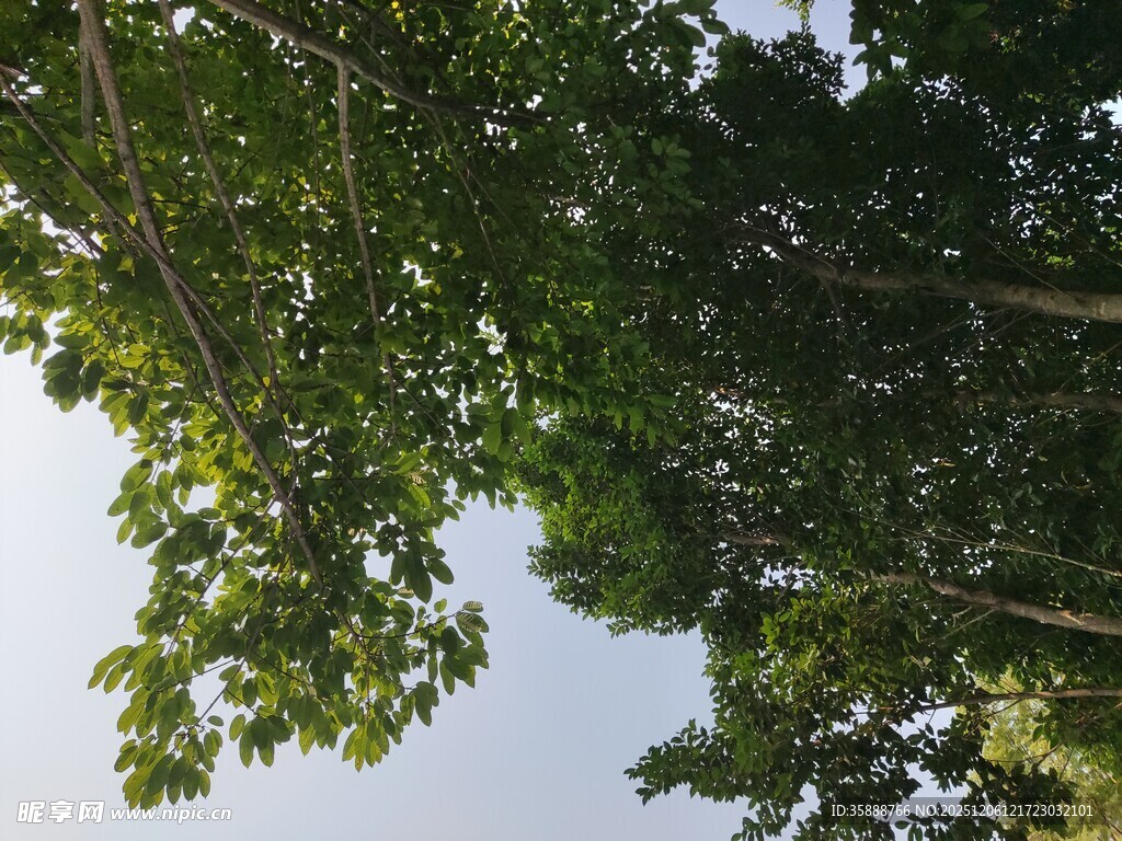 仰视茂密枝叶