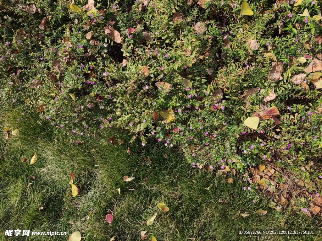 池塘边繁茂的绿植景观
