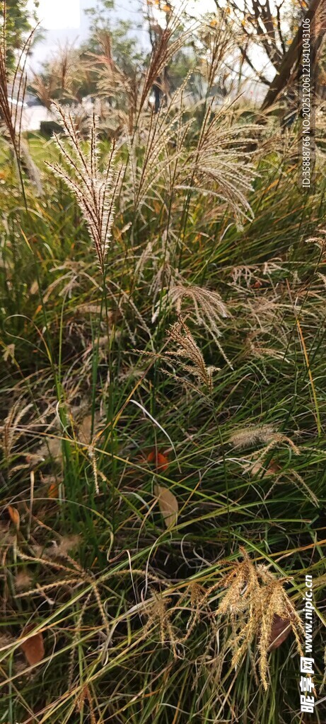 秋日田野中的茂盛植物