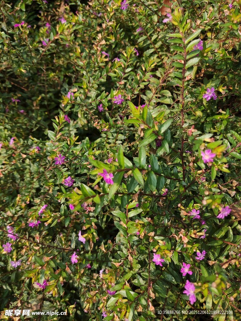 繁茂花丛中的紫色小花