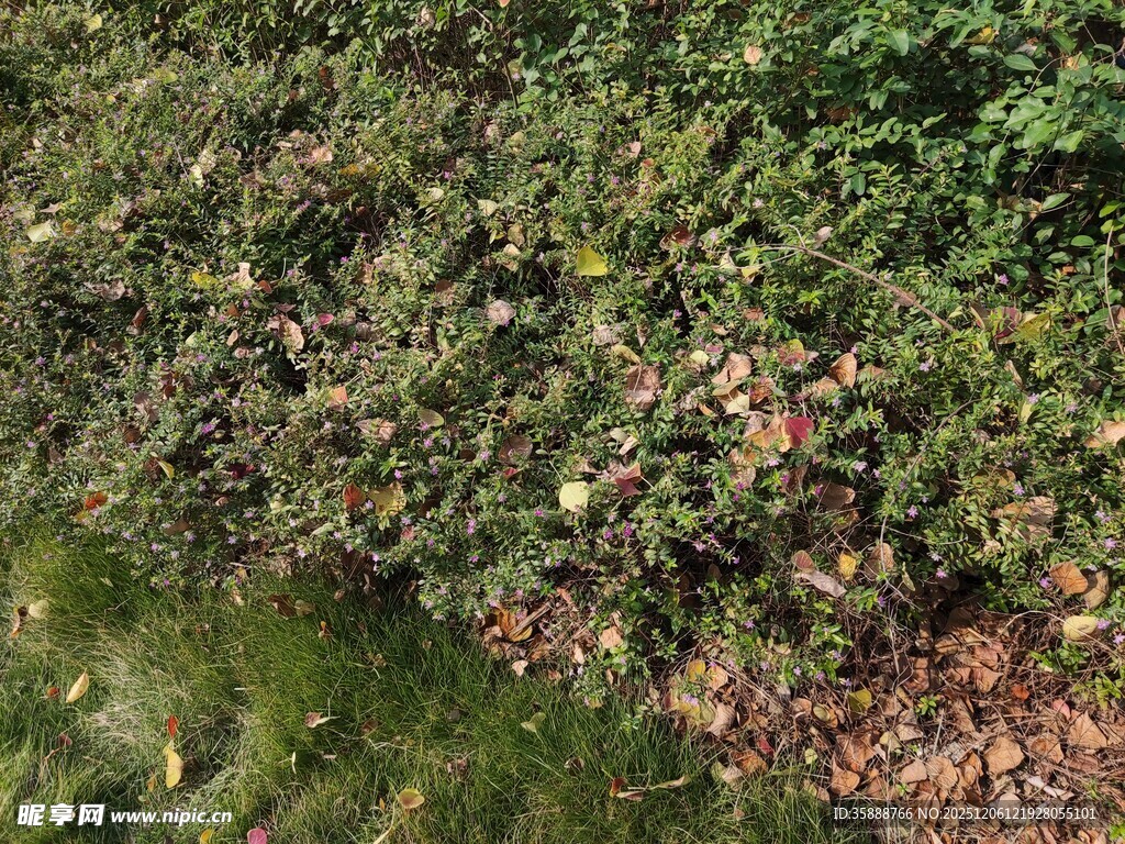 繁茂绿植与地面落叶景象