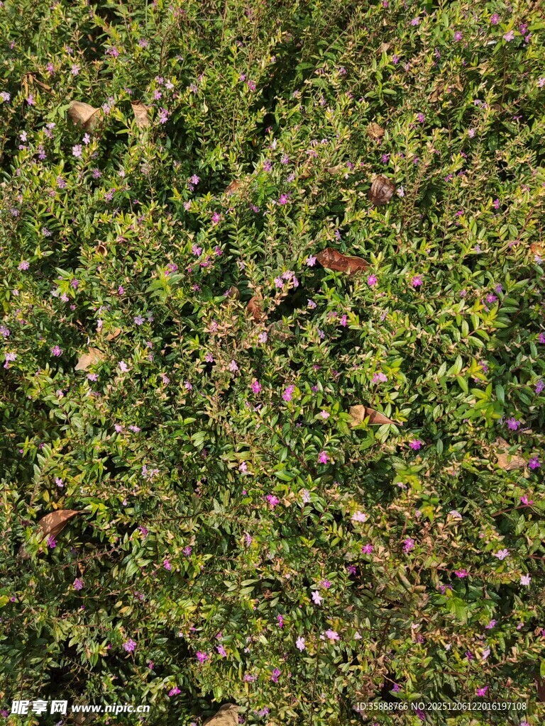 茂密绿植景观
