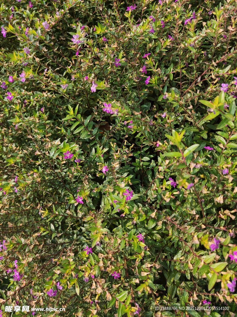 繁茂花丛中的紫色小花