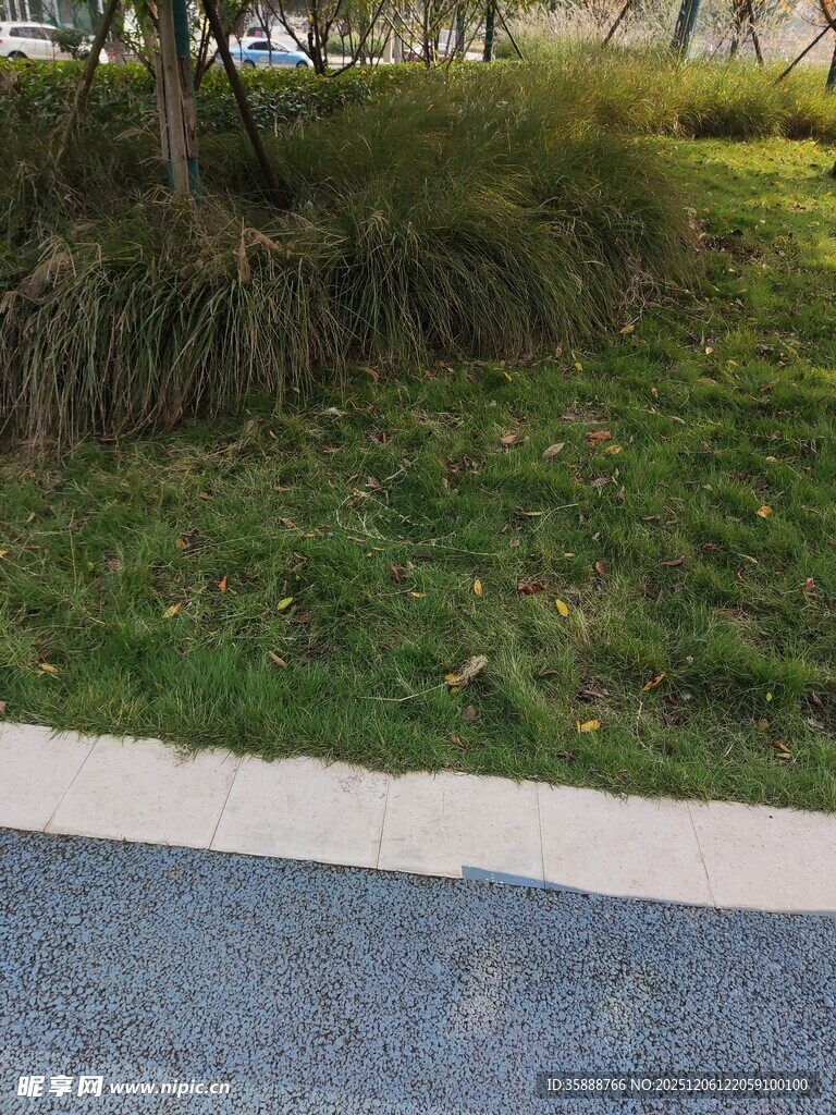 路边绿植景观