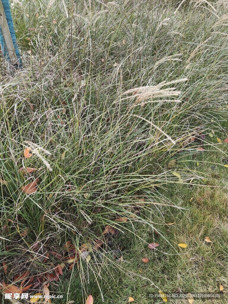 野外丛生的绿色草类植物