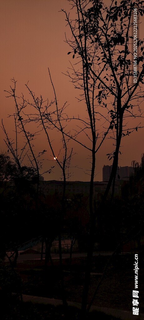 夕阳下的树木剪影