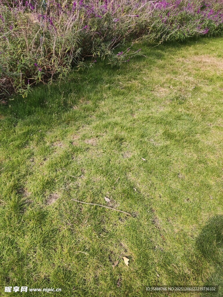 翠绿草地旁的紫色花丛