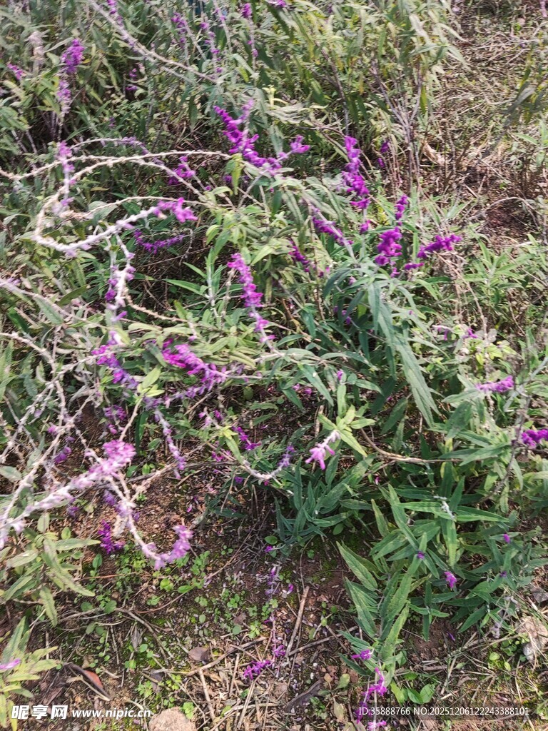 紫色野花生长于草地间