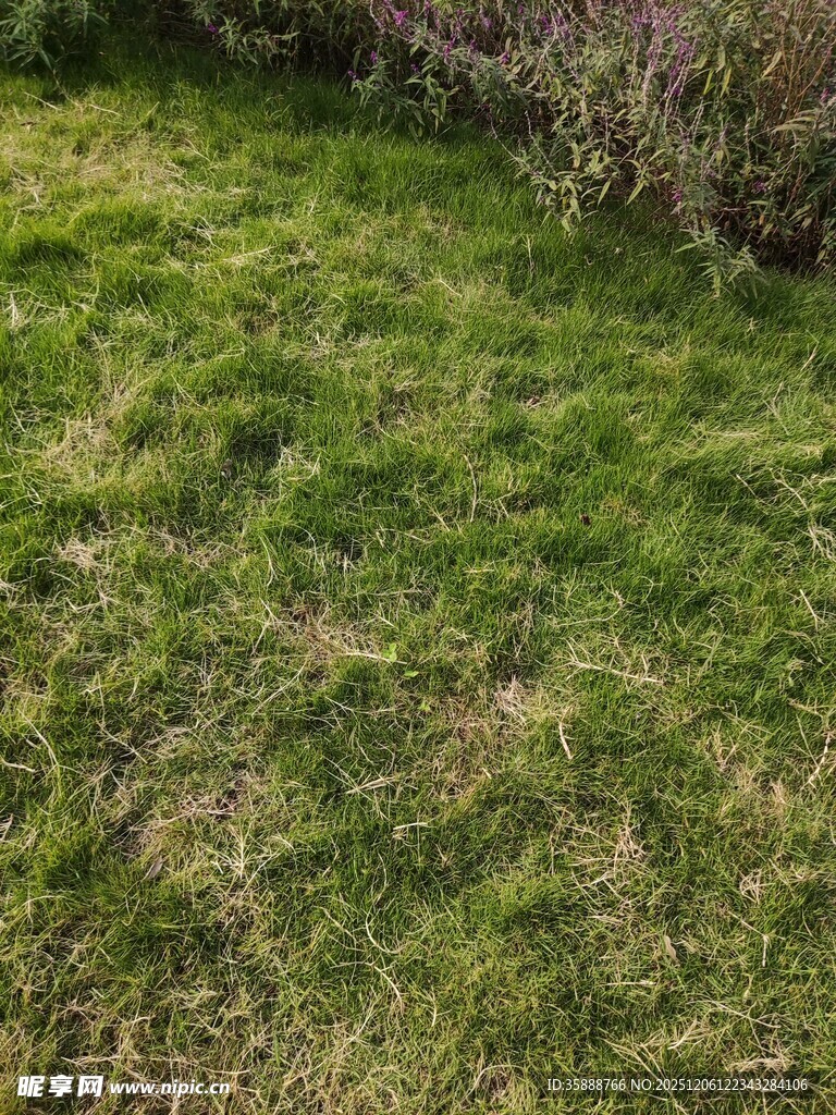 翠绿草地生机盎然