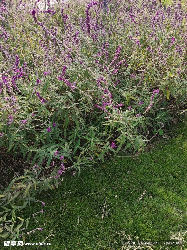 紫色花丛与翠绿草地