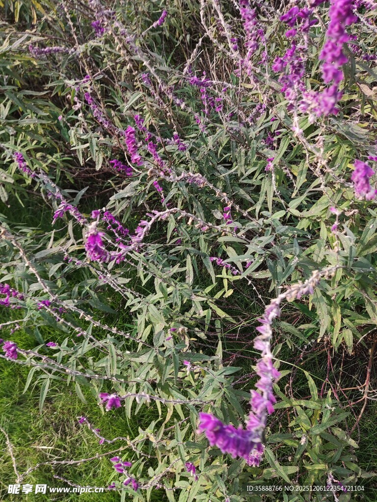 紫色野花绽放于绿叶间