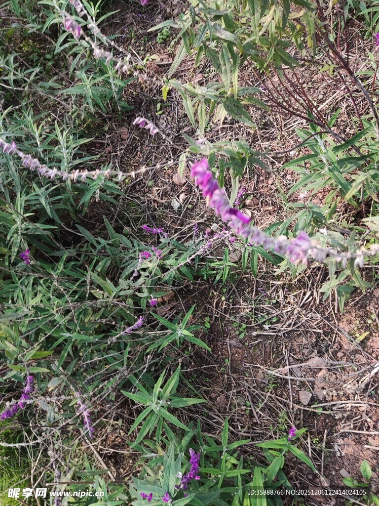 紫色小花绽放于绿植间