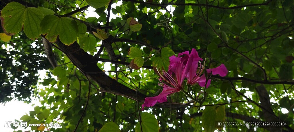 枝头绽放的艳丽紫花