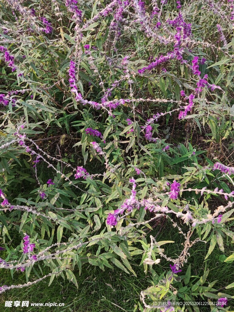 紫色繁茂花卉植物景观