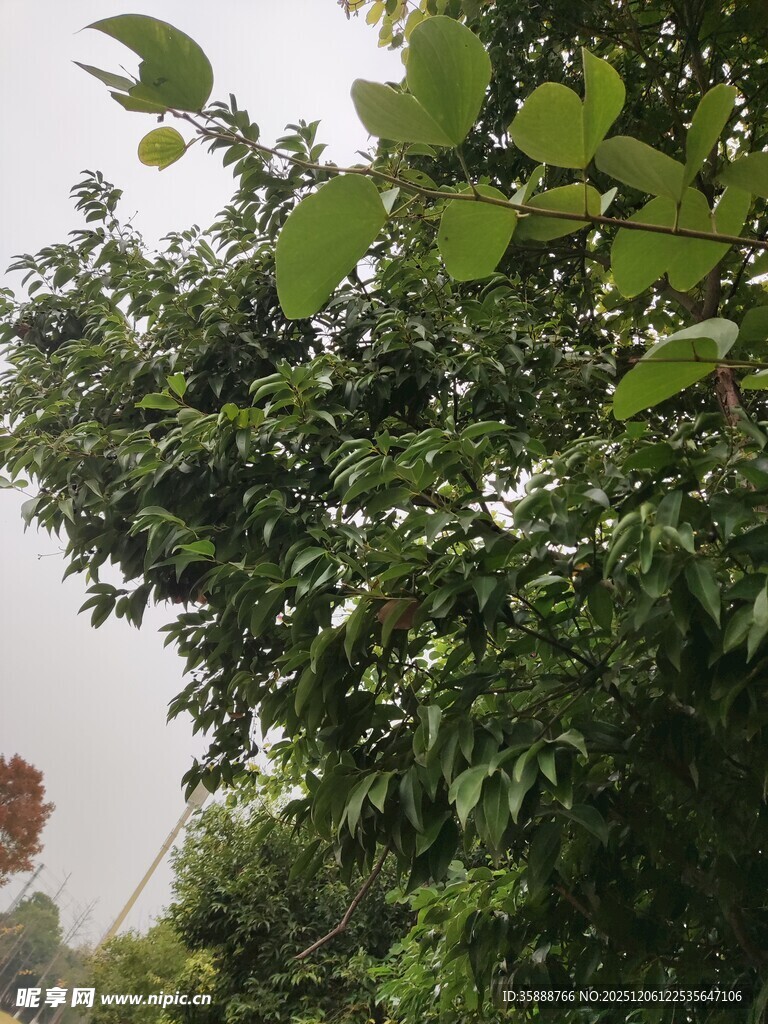 绿叶繁茂的树木景观