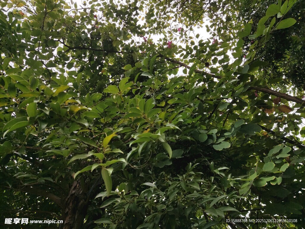 茂密绿意盎然的林间枝叶