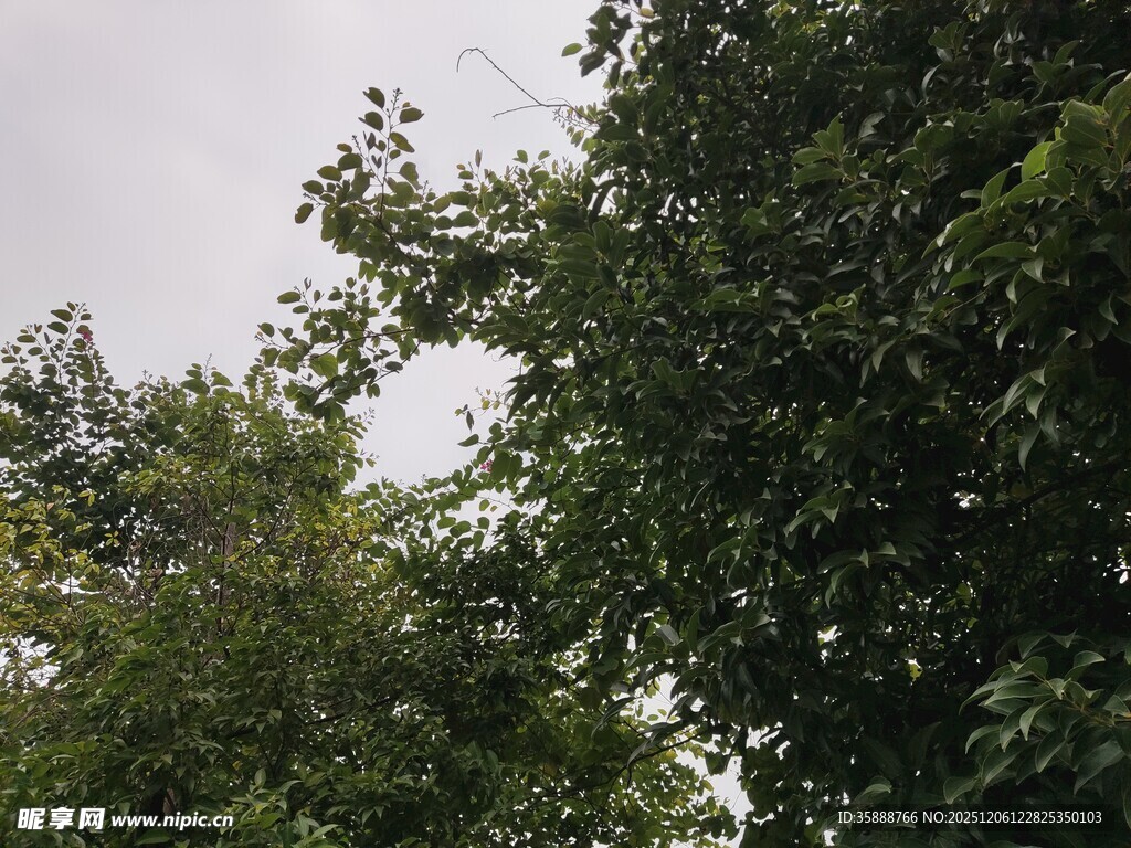 繁茂绿树展现自然生机