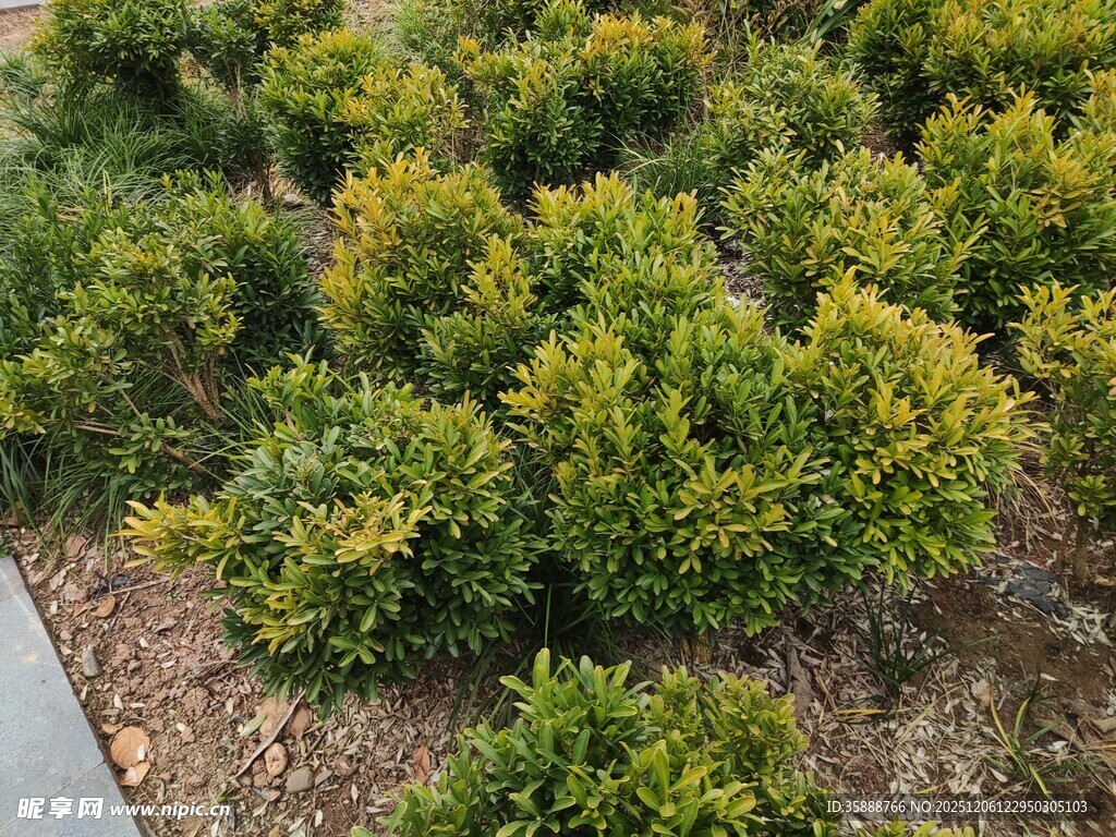 绿意盎然的灌木丛景观