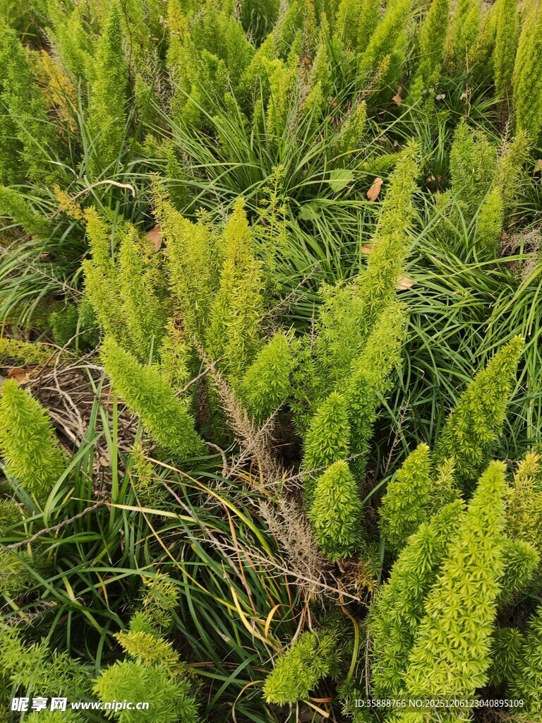 翠绿丛生的鲜嫩植物