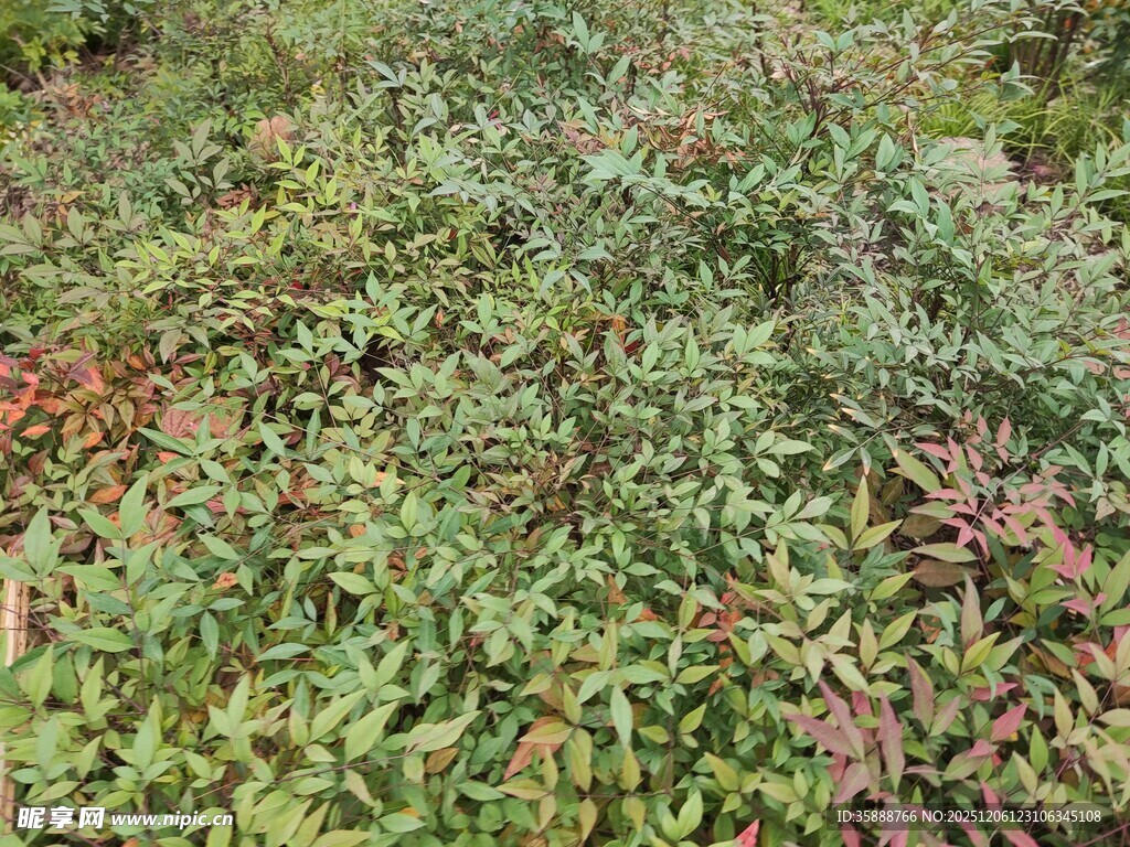 多彩繁茂的地面绿植景观