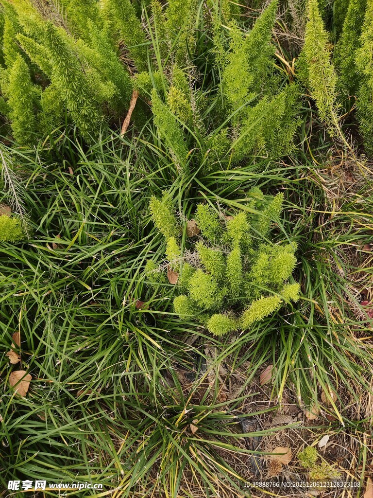 翠绿蕨类植物生机盎然