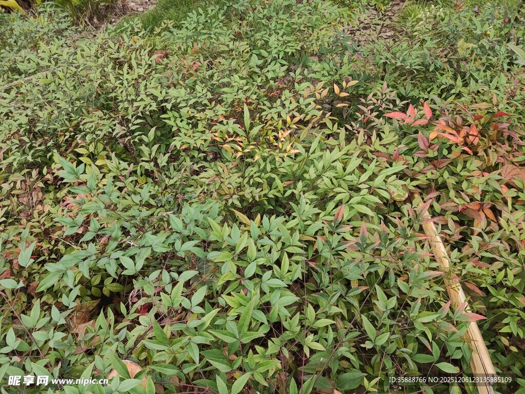 野外繁茂绿植景象