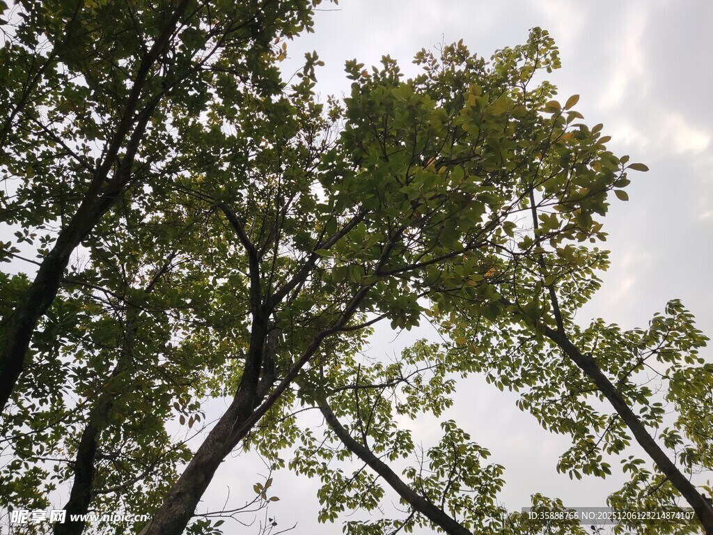 仰视茂密树林树冠