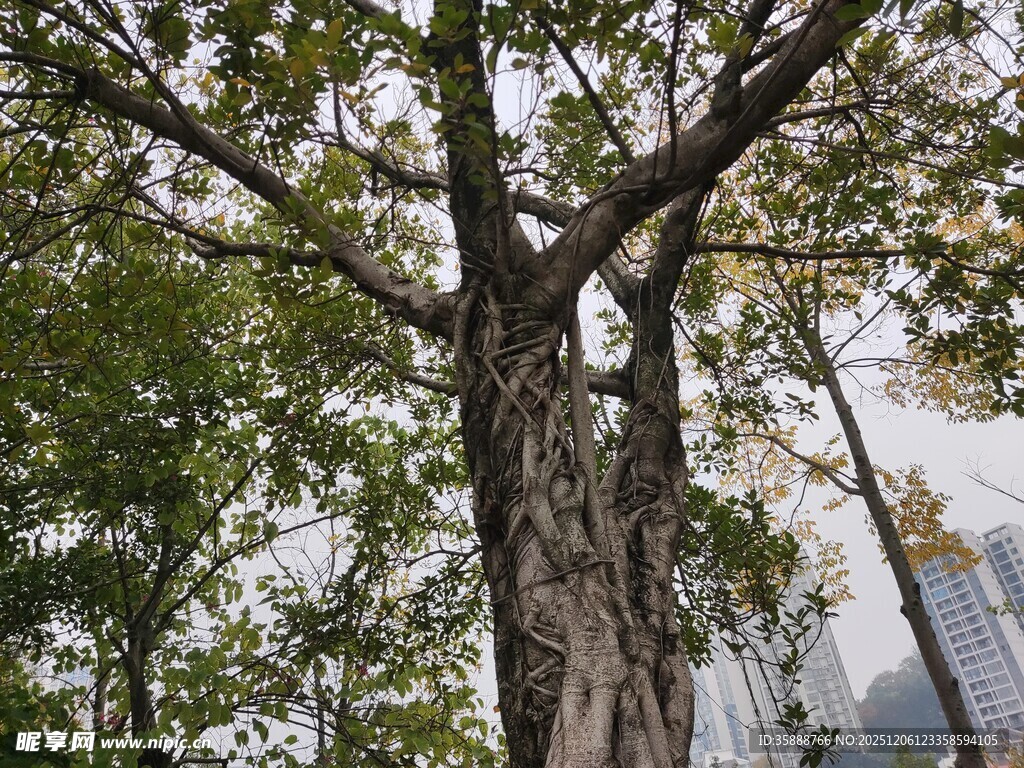 城市中高大斑驳的树木