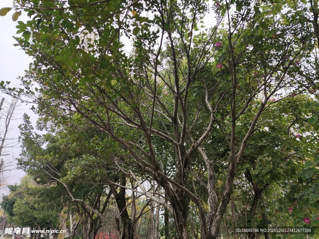 城市中的繁茂绿树景观