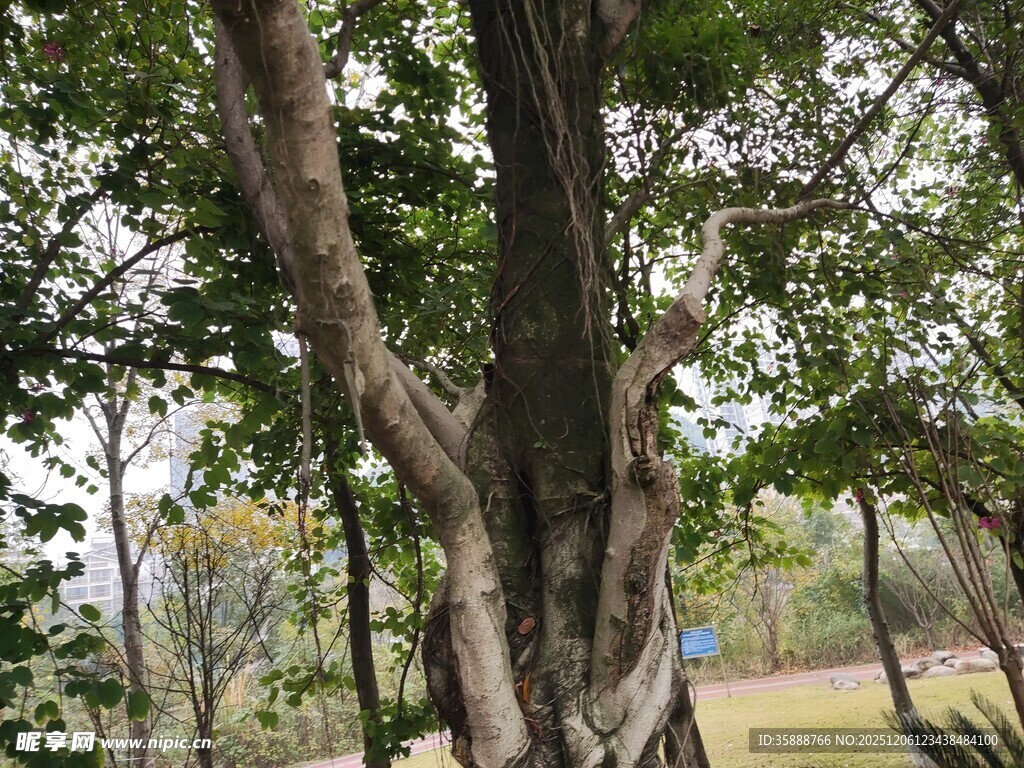 粗壮繁茂的大树景观