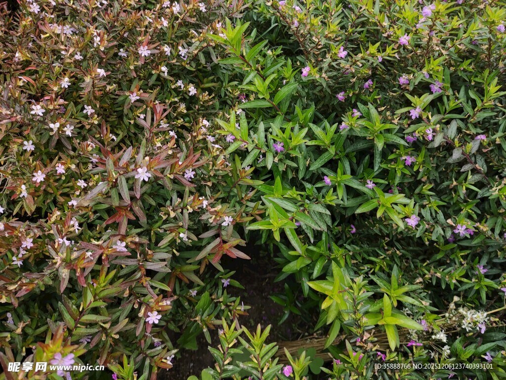 绿叶与红叶交织的植物景观