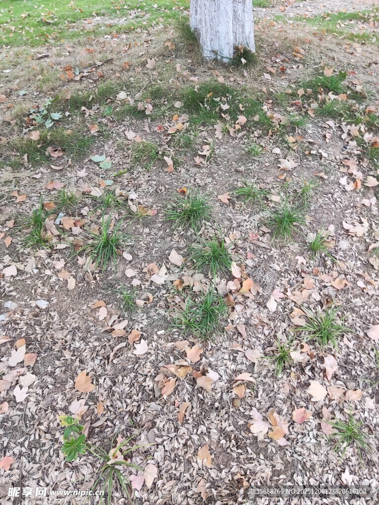 树下落叶与新生小草