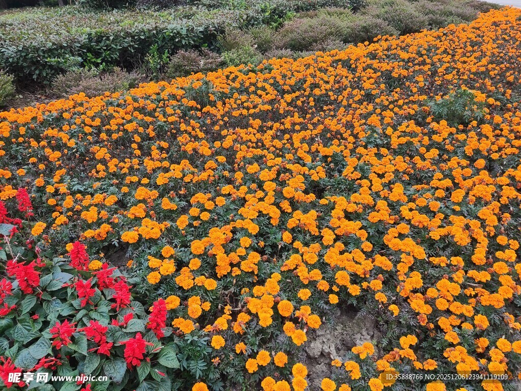 绚烂花海多彩花卉绽放