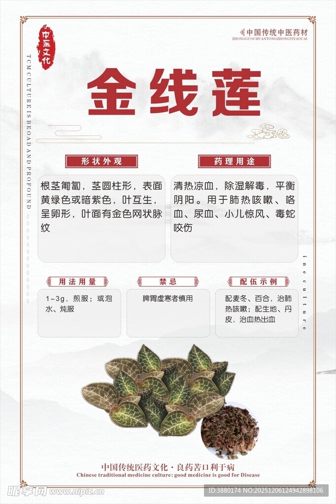 金线莲中药材展示