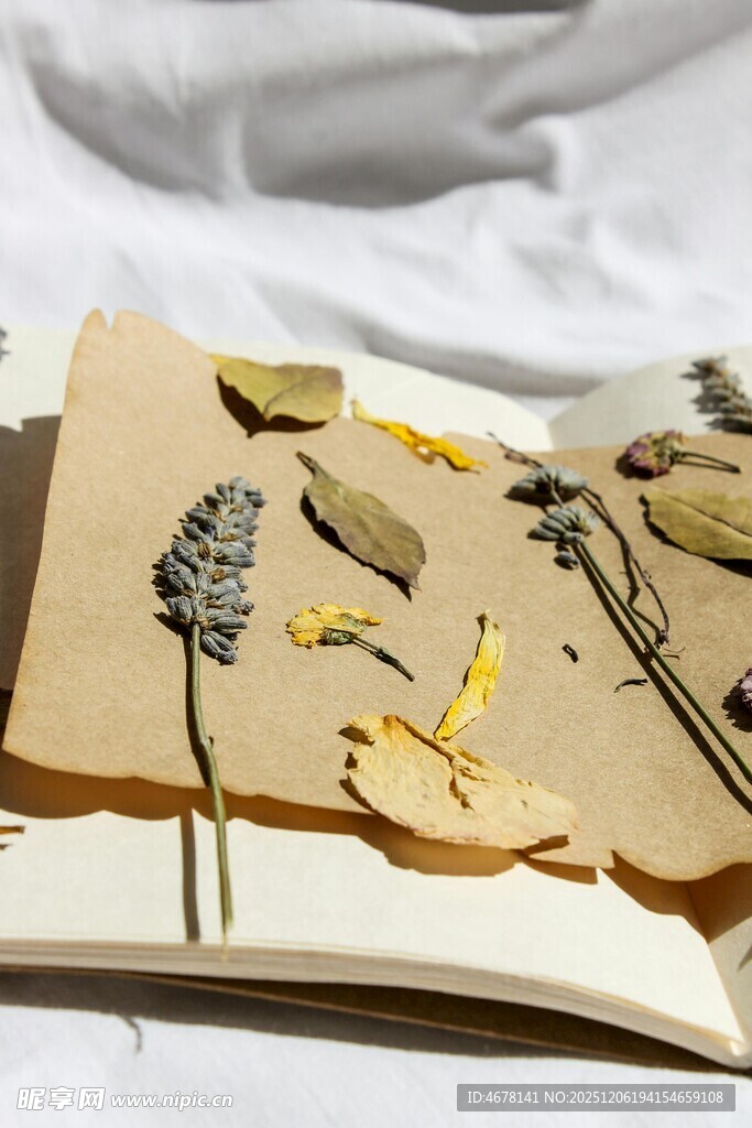 书页上的干花标本