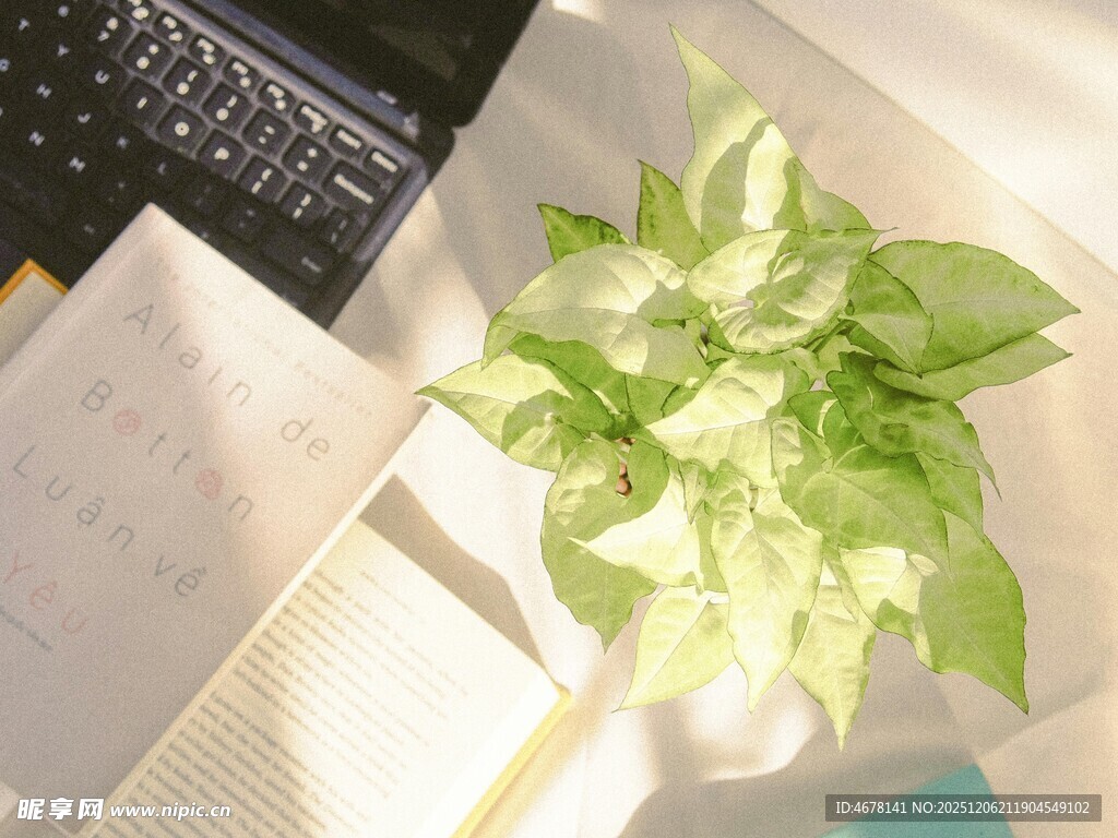 桌面绿植点亮办公小角落