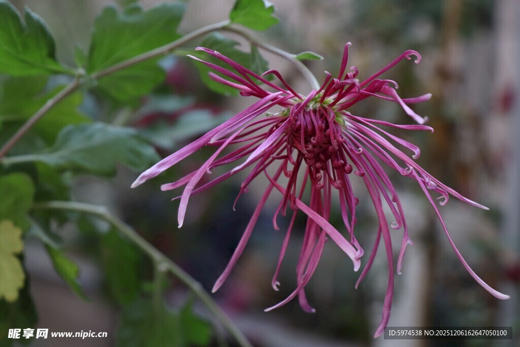 粉色丝状菊花特写