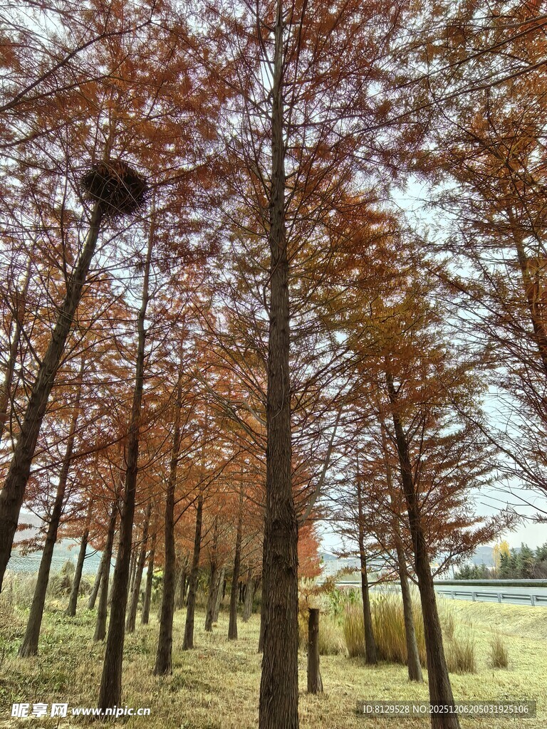 秋日水杉林美景