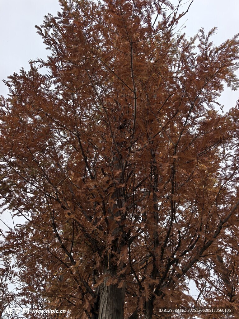 秋日金黄树叶的高大树木