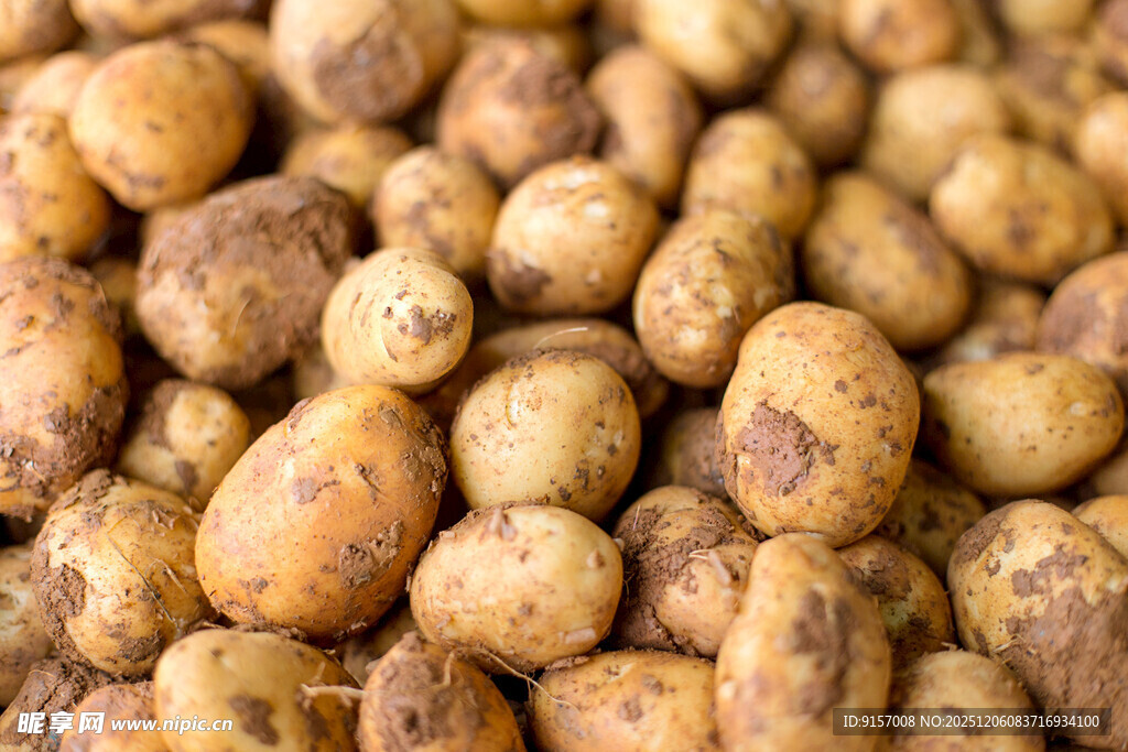 新鲜土豆堆