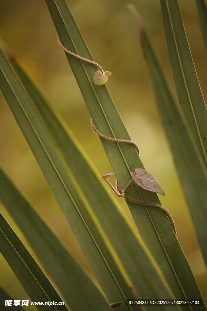 绿叶上的小巧青蛙