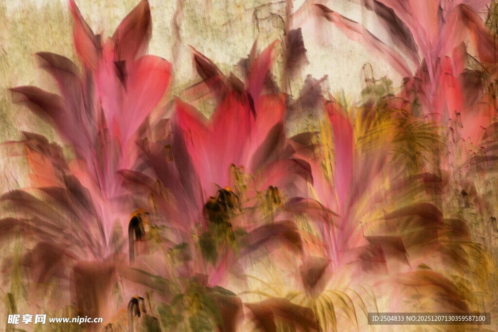 梦幻多彩植物花卉特写