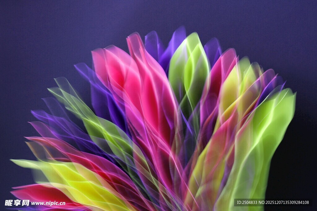 多彩羽毛绽放绚丽之美