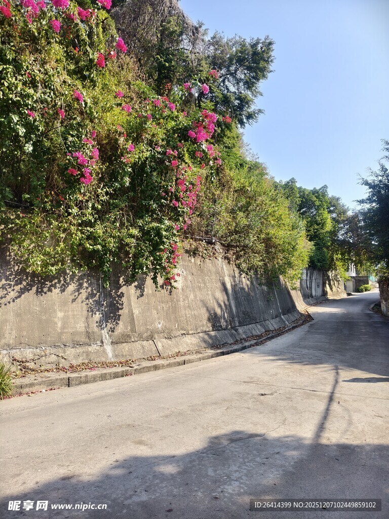 繁花簇拥的静谧小巷