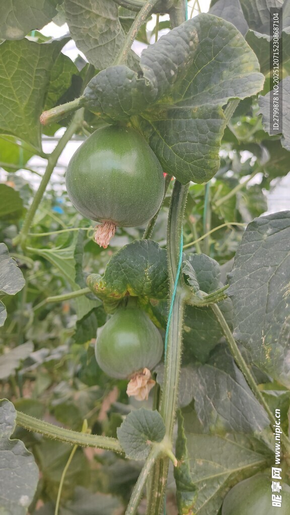 藤蔓上的青嫩小甜瓜