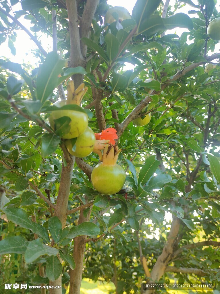 树上挂着黄绿果实与红花