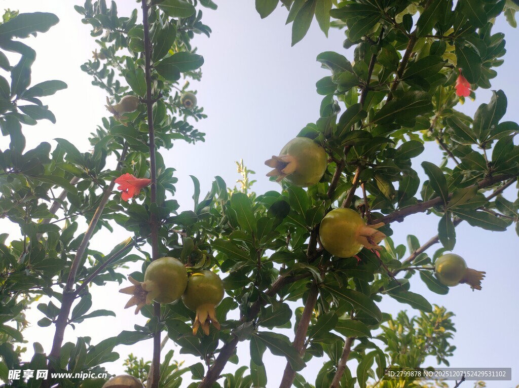 枝头硕果累累的石榴树